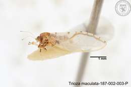 Image of Trioza maculata (Yang 1984)