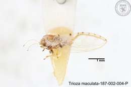 Image of Trioza maculata (Yang 1984)