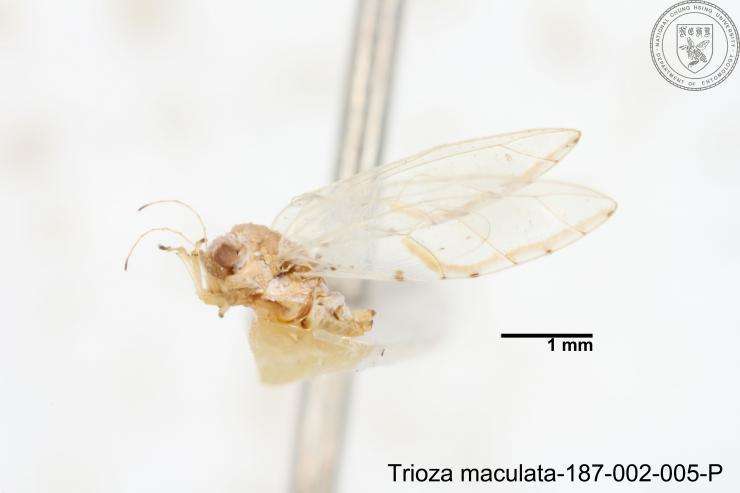 Image of Trioza maculata (Yang 1984)