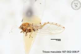 Image of Trioza maculata (Yang 1984)