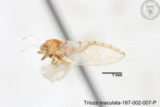 Image of Trioza maculata (Yang 1984)