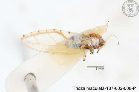 Image of Trioza maculata (Yang 1984)