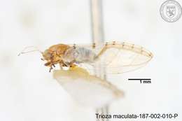 Image of Trioza maculata (Yang 1984)