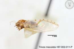 Image of Trioza maculata (Yang 1984)