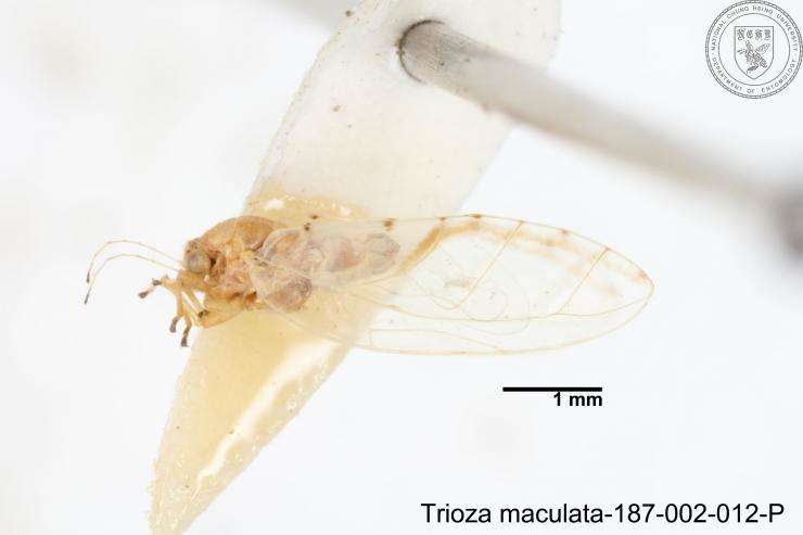 Image of Trioza maculata (Yang 1984)