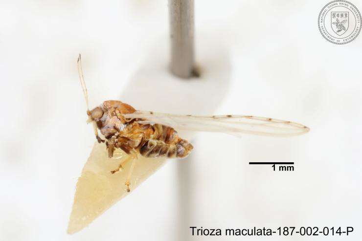 Image of Trioza maculata (Yang 1984)