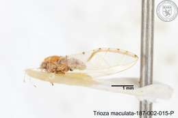 Image of Trioza maculata (Yang 1984)