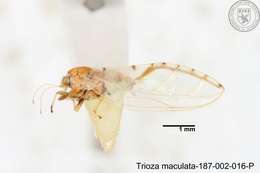 Image of Trioza maculata (Yang 1984)