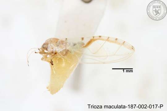 Image of Trioza maculata (Yang 1984)