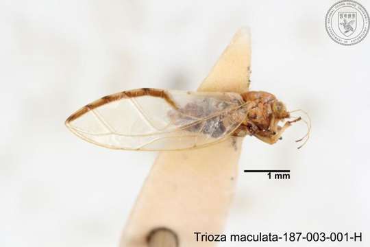 Image of Trioza maculata (Yang 1984)