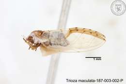 Image of Trioza maculata (Yang 1984)