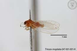 Image of Trioza inoptata Fang & Yang 1986