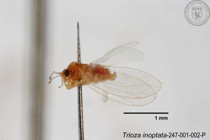 Image of Trioza inoptata Fang & Yang 1986