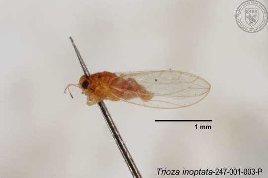 Image of Trioza inoptata Fang & Yang 1986