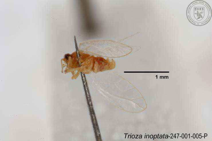 Image of Trioza inoptata Fang & Yang 1986