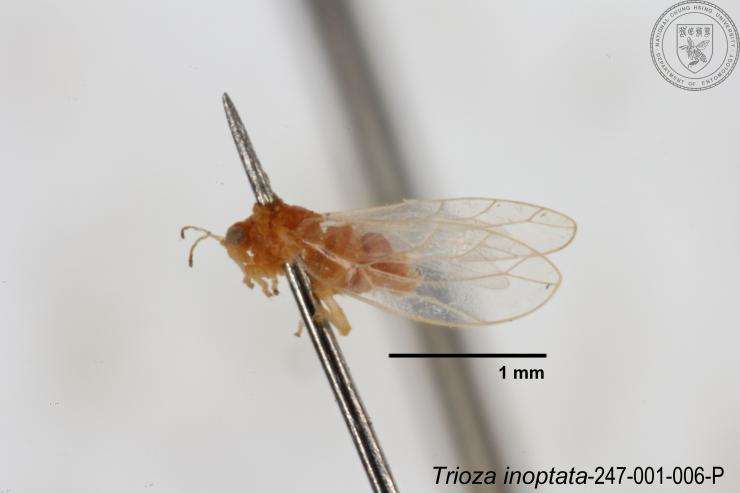 Image of Trioza inoptata Fang & Yang 1986