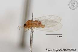 Image of Trioza inoptata Fang & Yang 1986