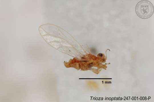 Image of Trioza inoptata Fang & Yang 1986