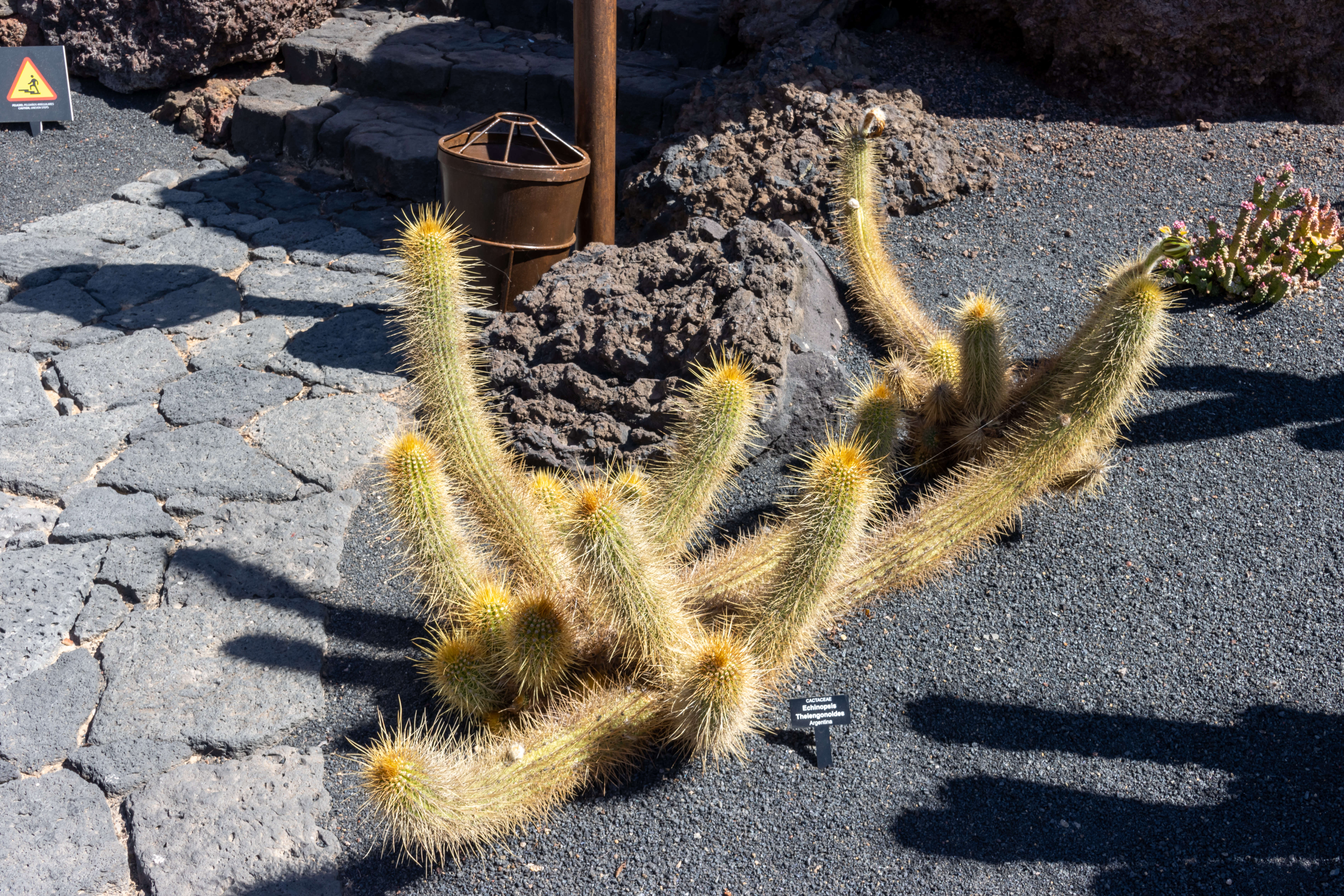 Echinopsis resmi