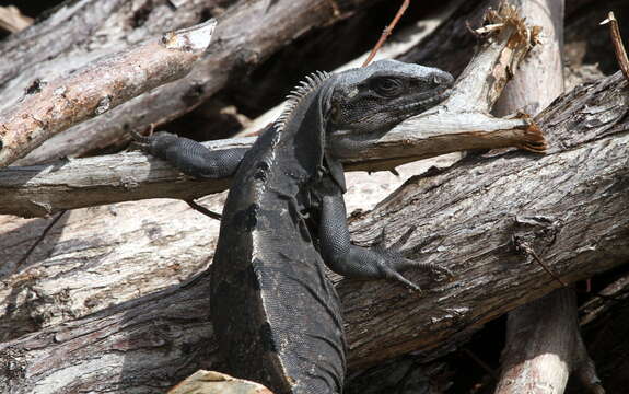 Image of Ctenosaura