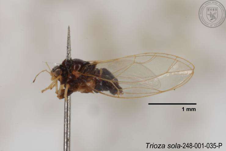Image of Trioza