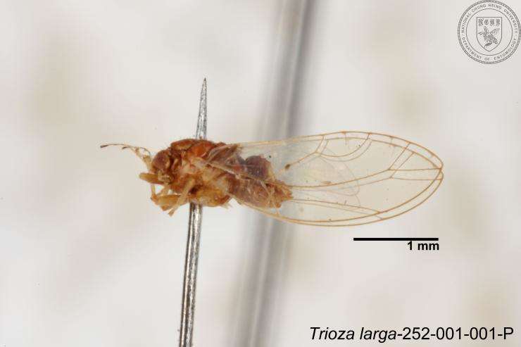 Image of Trioza outeiensis Yang 1984