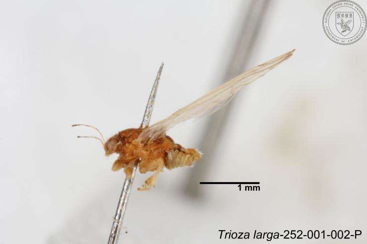 Image of Trioza outeiensis Yang 1984