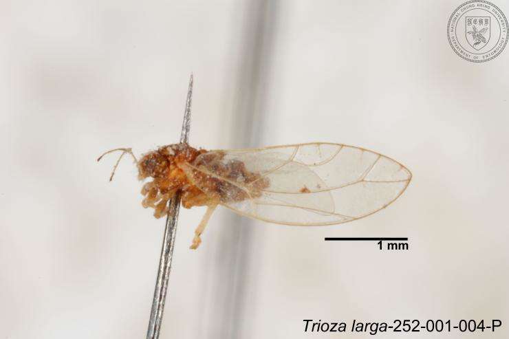 Image of Trioza outeiensis Yang 1984