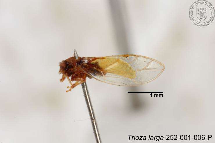 Image of Trioza outeiensis Yang 1984