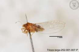 Image of Trioza outeiensis Yang 1984