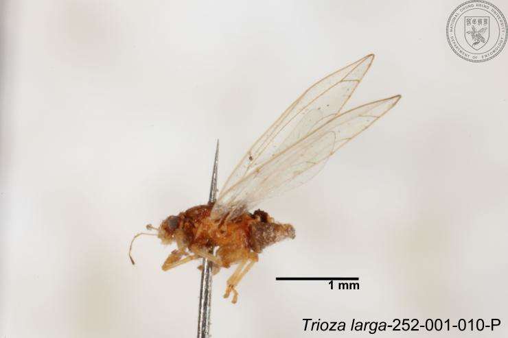 Image of Trioza outeiensis Yang 1984