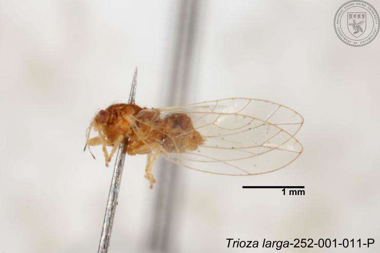 Image of Trioza outeiensis Yang 1984