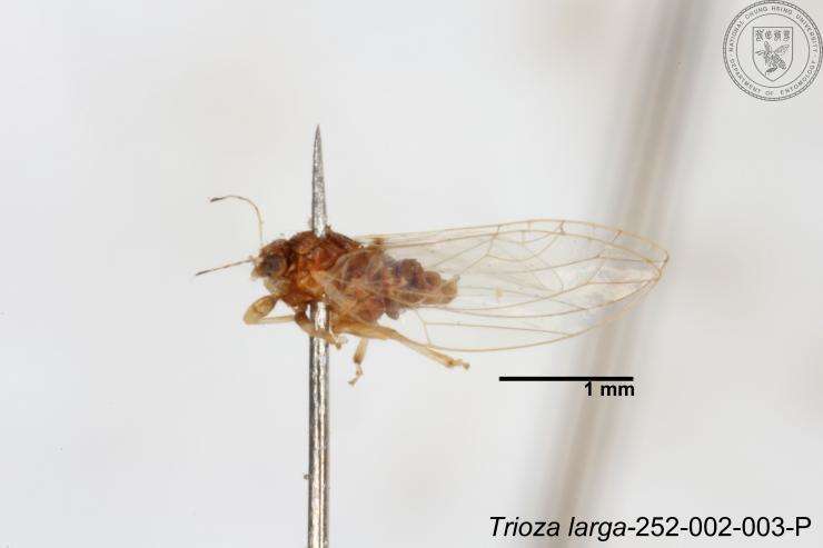 Image of Trioza outeiensis Yang 1984