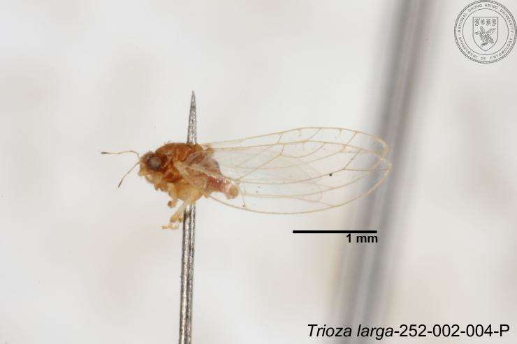 Image of Trioza outeiensis Yang 1984