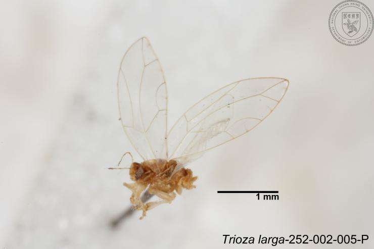 Image of Trioza outeiensis Yang 1984