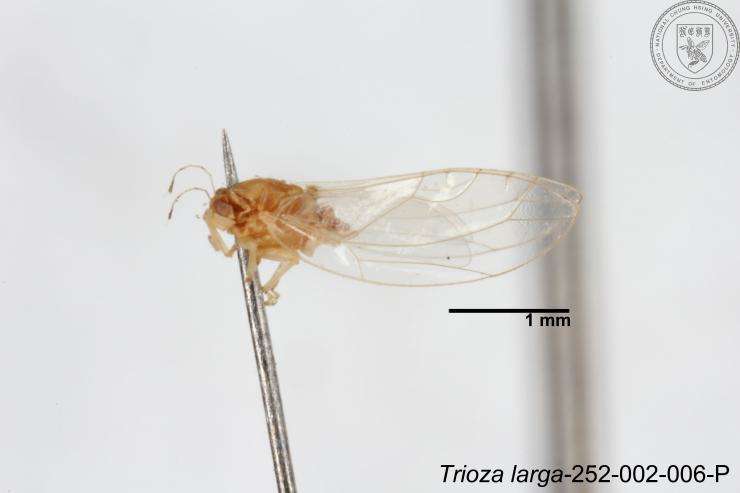 Image of Trioza outeiensis Yang 1984