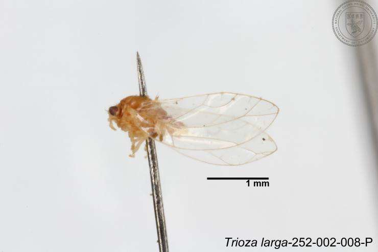 Image of Trioza outeiensis Yang 1984