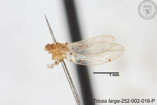 Image of Trioza outeiensis Yang 1984