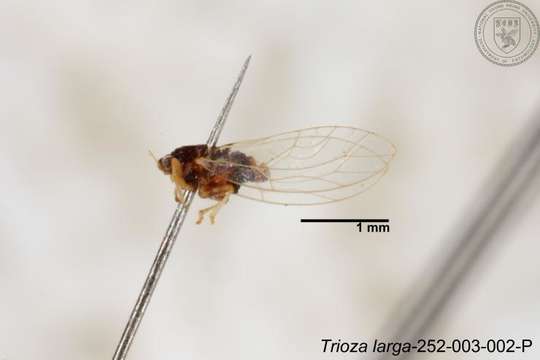 Image of Trioza outeiensis Yang 1984