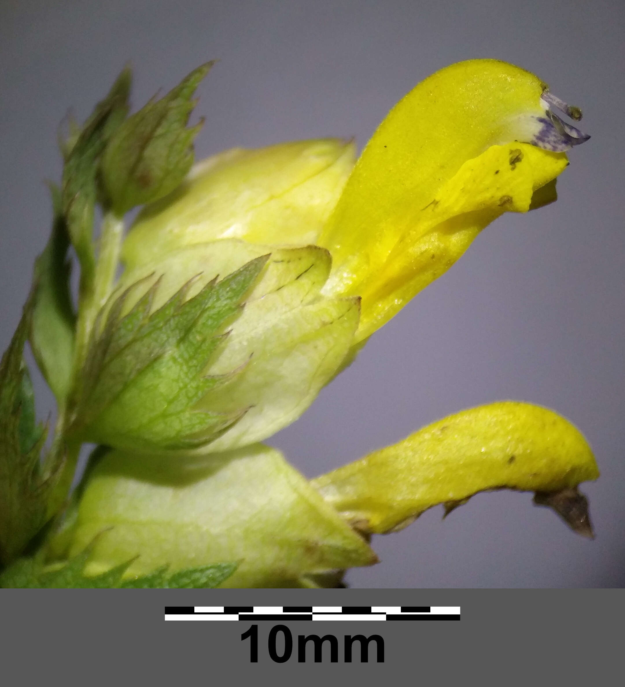 Image of late-flowering yellow rattle