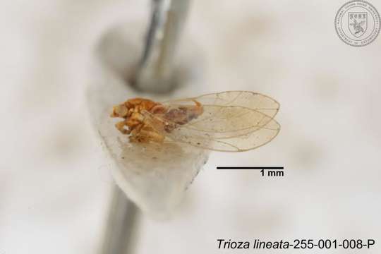 Image of Trioza lineata Yang 1984