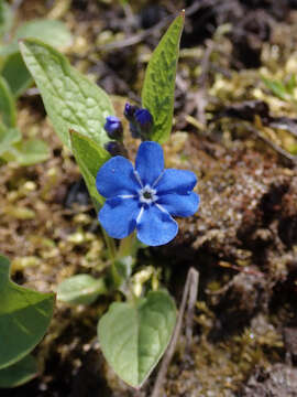 Image of blue-eyed-Mary