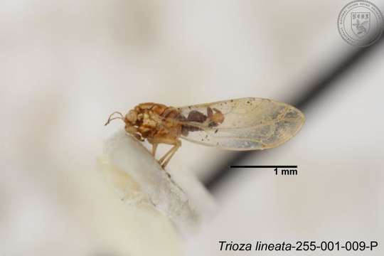 Image of Trioza lineata Yang 1984