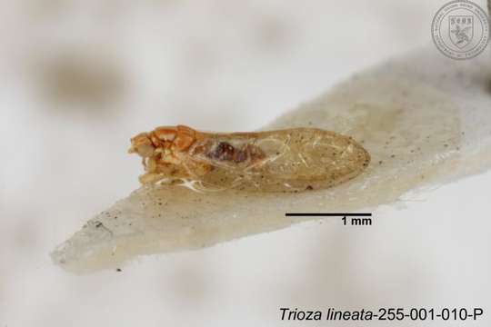 Image of Trioza lineata Yang 1984