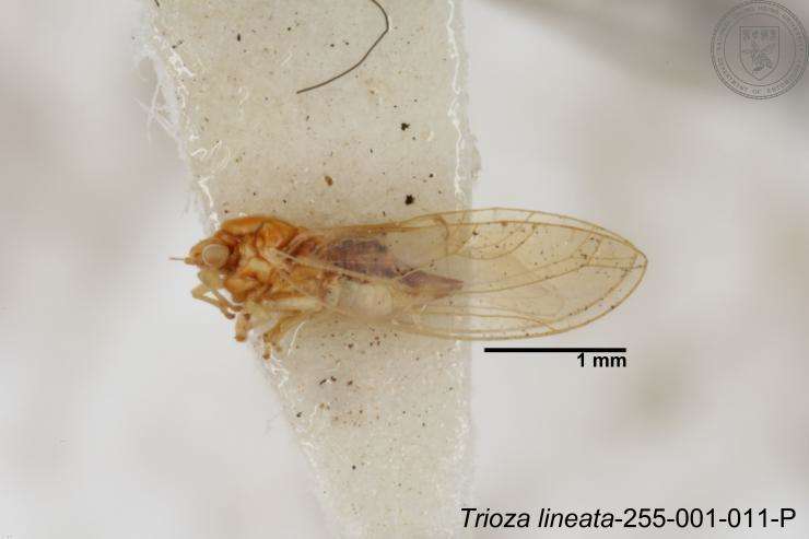 Image of Trioza lineata Yang 1984