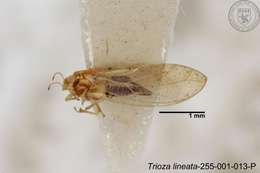 Image of Trioza lineata Yang 1984