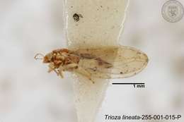 Image of Trioza lineata Yang 1984