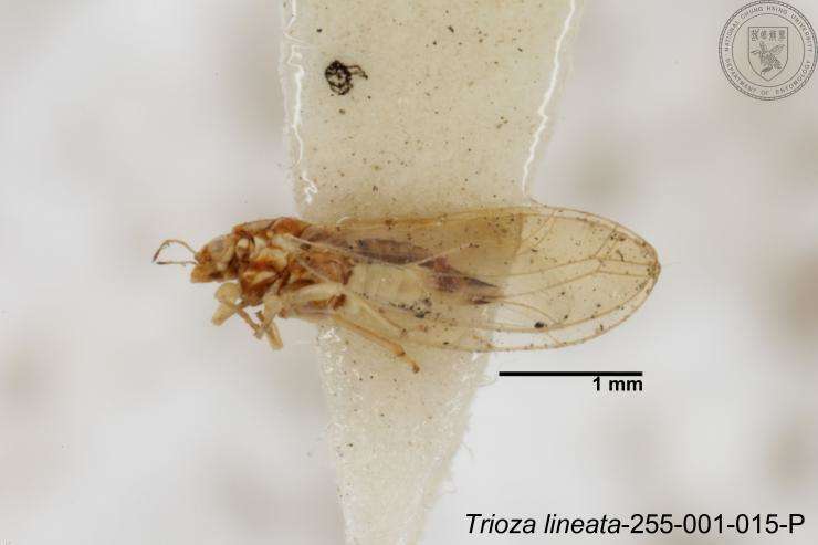 Image of Trioza lineata Yang 1984