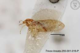 Image of Trioza lineata Yang 1984