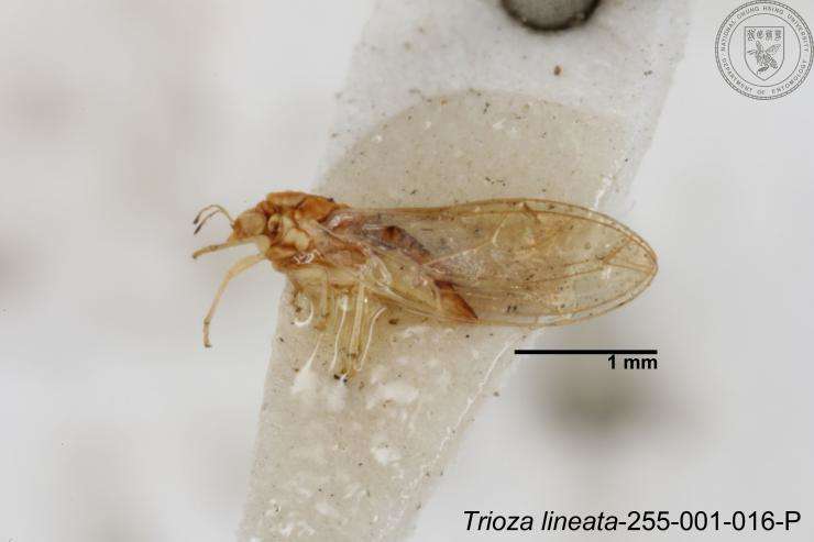 Image of Trioza lineata Yang 1984